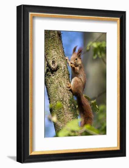 Red squirrel (Sciurus vulgaris) feeding in a tree, Bavaria, Germany, Europe-Konrad Wothe-Framed Photographic Print