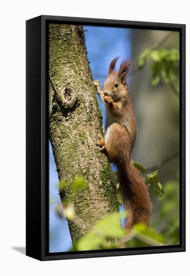 Red squirrel (Sciurus vulgaris) feeding in a tree, Bavaria, Germany, Europe-Konrad Wothe-Framed Premier Image Canvas