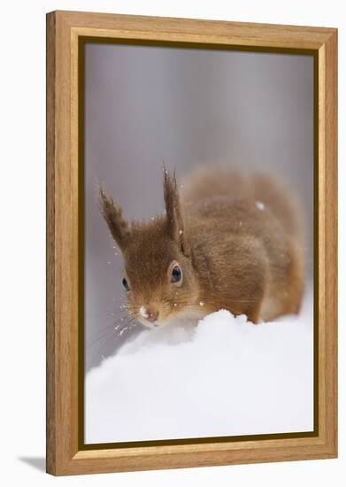 Red Squirrel (Sciurus Vulgaris) Foraging in Snow, Glenfeshie, Cairngorms Np, Scotland, February-Cairns-Framed Premier Image Canvas