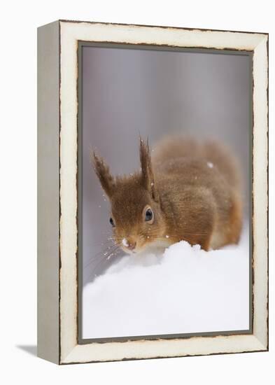 Red Squirrel (Sciurus Vulgaris) Foraging in Snow, Glenfeshie, Cairngorms Np, Scotland, February-Cairns-Framed Premier Image Canvas