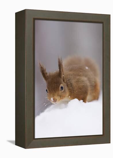 Red Squirrel (Sciurus Vulgaris) Foraging in Snow, Glenfeshie, Cairngorms Np, Scotland, February-Cairns-Framed Premier Image Canvas