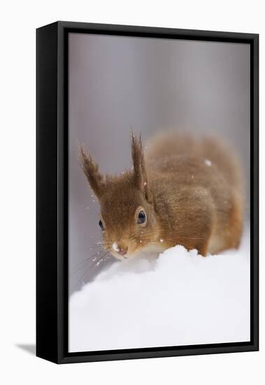 Red Squirrel (Sciurus Vulgaris) Foraging in Snow, Glenfeshie, Cairngorms Np, Scotland, February-Cairns-Framed Premier Image Canvas