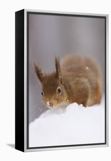 Red Squirrel (Sciurus Vulgaris) Foraging in Snow, Glenfeshie, Cairngorms Np, Scotland, February-Cairns-Framed Premier Image Canvas