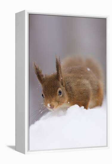 Red Squirrel (Sciurus Vulgaris) Foraging in Snow, Glenfeshie, Cairngorms Np, Scotland, February-Cairns-Framed Premier Image Canvas