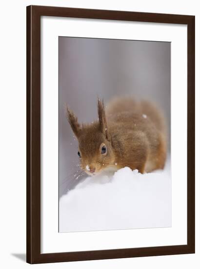 Red Squirrel (Sciurus Vulgaris) Foraging in Snow, Glenfeshie, Cairngorms Np, Scotland, February-Cairns-Framed Photographic Print