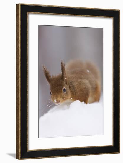 Red Squirrel (Sciurus Vulgaris) Foraging in Snow, Glenfeshie, Cairngorms Np, Scotland, February-Cairns-Framed Photographic Print