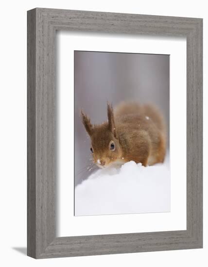 Red Squirrel (Sciurus Vulgaris) Foraging in Snow, Glenfeshie, Cairngorms Np, Scotland, February-Cairns-Framed Photographic Print