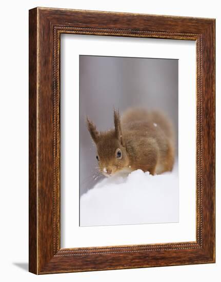 Red Squirrel (Sciurus Vulgaris) Foraging in Snow, Glenfeshie, Cairngorms Np, Scotland, February-Cairns-Framed Photographic Print