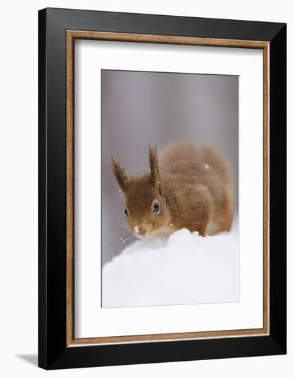 Red Squirrel (Sciurus Vulgaris) Foraging in Snow, Glenfeshie, Cairngorms Np, Scotland, February-Cairns-Framed Photographic Print