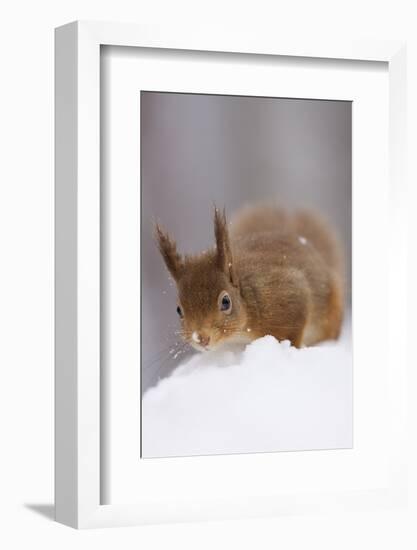 Red Squirrel (Sciurus Vulgaris) Foraging in Snow, Glenfeshie, Cairngorms Np, Scotland, February-Cairns-Framed Photographic Print