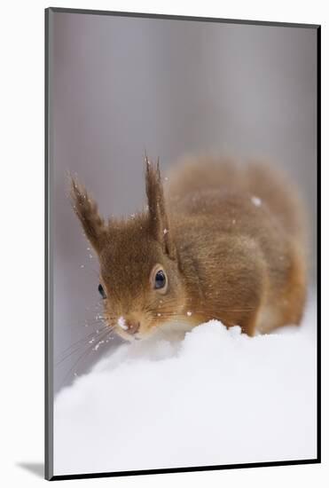 Red Squirrel (Sciurus Vulgaris) Foraging in Snow, Glenfeshie, Cairngorms Np, Scotland, February-Cairns-Mounted Photographic Print