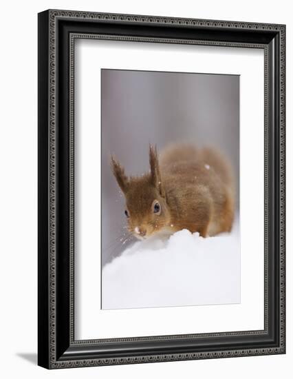 Red Squirrel (Sciurus Vulgaris) Foraging in Snow, Glenfeshie, Cairngorms Np, Scotland, February-Cairns-Framed Photographic Print