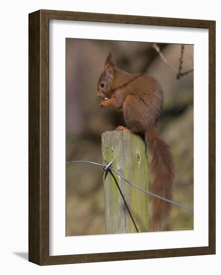 Red Squirrel (Sciurus Vulgaris), Formby, Liverpool, England, United Kingdom, Europe-Ann & Steve Toon-Framed Photographic Print