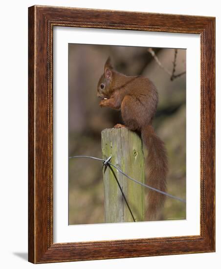 Red Squirrel (Sciurus Vulgaris), Formby, Liverpool, England, United Kingdom, Europe-Ann & Steve Toon-Framed Photographic Print