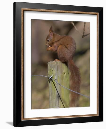 Red Squirrel (Sciurus Vulgaris), Formby, Liverpool, England, United Kingdom, Europe-Ann & Steve Toon-Framed Photographic Print