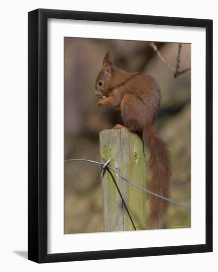 Red Squirrel (Sciurus Vulgaris), Formby, Liverpool, England, United Kingdom, Europe-Ann & Steve Toon-Framed Photographic Print