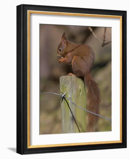 Red Squirrel (Sciurus Vulgaris), Formby, Liverpool, England, United Kingdom, Europe-Ann & Steve Toon-Framed Photographic Print