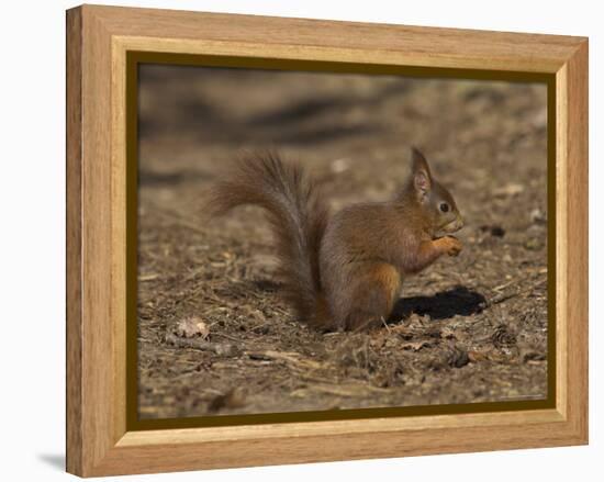 Red Squirrel, Sciurus Vulgaris, Formby, Liverpool, England, United Kingdom-Steve & Ann Toon-Framed Premier Image Canvas