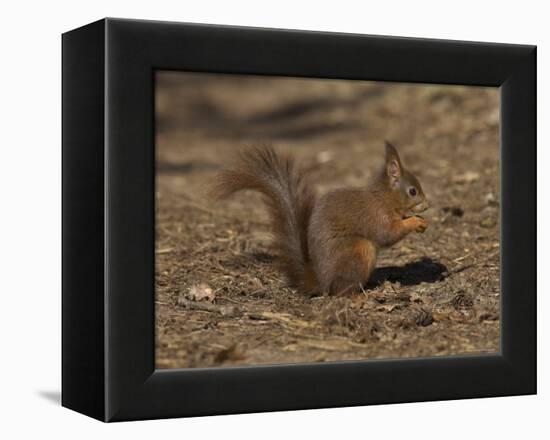 Red Squirrel, Sciurus Vulgaris, Formby, Liverpool, England, United Kingdom-Steve & Ann Toon-Framed Premier Image Canvas