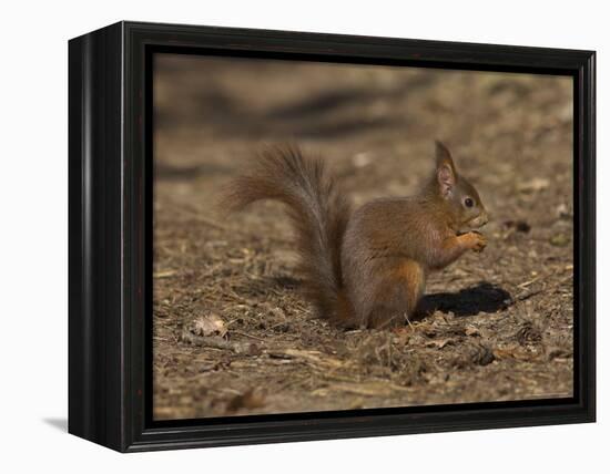 Red Squirrel, Sciurus Vulgaris, Formby, Liverpool, England, United Kingdom-Steve & Ann Toon-Framed Premier Image Canvas