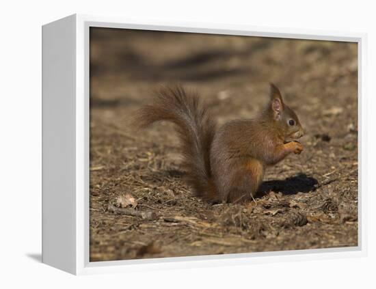 Red Squirrel, Sciurus Vulgaris, Formby, Liverpool, England, United Kingdom-Steve & Ann Toon-Framed Premier Image Canvas