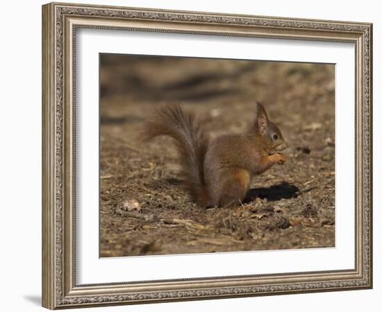 Red Squirrel, Sciurus Vulgaris, Formby, Liverpool, England, United Kingdom-Steve & Ann Toon-Framed Photographic Print