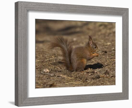 Red Squirrel, Sciurus Vulgaris, Formby, Liverpool, England, United Kingdom-Steve & Ann Toon-Framed Photographic Print