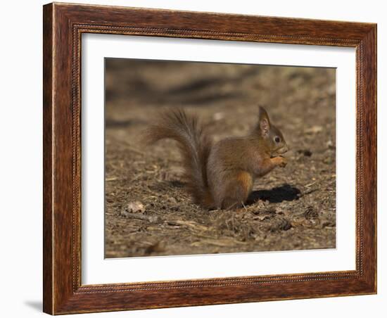 Red Squirrel, Sciurus Vulgaris, Formby, Liverpool, England, United Kingdom-Steve & Ann Toon-Framed Photographic Print