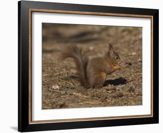 Red Squirrel, Sciurus Vulgaris, Formby, Liverpool, England, United Kingdom-Steve & Ann Toon-Framed Photographic Print