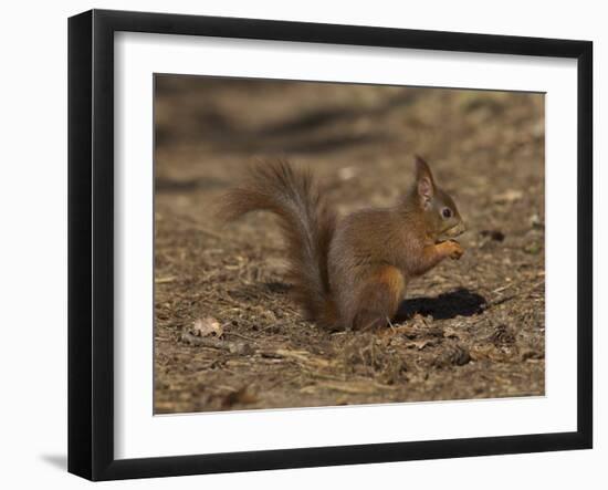 Red Squirrel, Sciurus Vulgaris, Formby, Liverpool, England, United Kingdom-Steve & Ann Toon-Framed Photographic Print