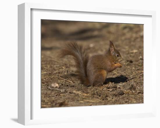 Red Squirrel, Sciurus Vulgaris, Formby, Liverpool, England, United Kingdom-Steve & Ann Toon-Framed Photographic Print