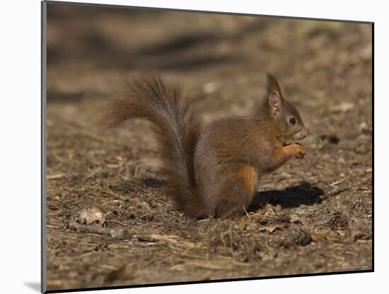 Red Squirrel, Sciurus Vulgaris, Formby, Liverpool, England, United Kingdom-Steve & Ann Toon-Mounted Photographic Print