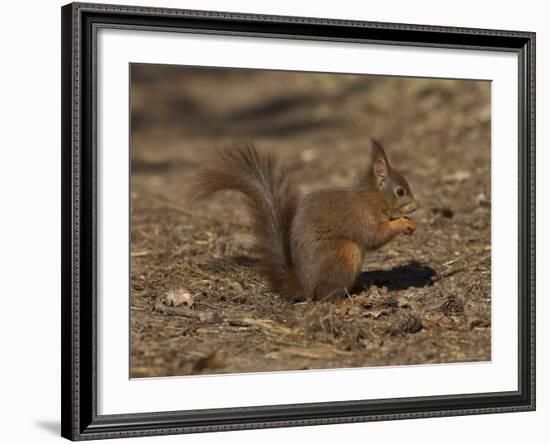 Red Squirrel, Sciurus Vulgaris, Formby, Liverpool, England, United Kingdom-Steve & Ann Toon-Framed Photographic Print