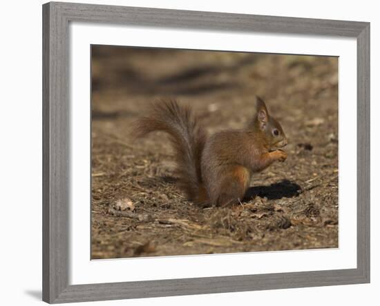 Red Squirrel, Sciurus Vulgaris, Formby, Liverpool, England, United Kingdom-Steve & Ann Toon-Framed Photographic Print