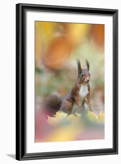 Red Squirrel (Sciurus Vulgaris) in Autumnal Woodland Leaflitter, the Netherlands, November-Edwin Giesbers-Framed Photographic Print