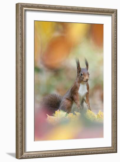 Red Squirrel (Sciurus Vulgaris) in Autumnal Woodland Leaflitter, the Netherlands, November-Edwin Giesbers-Framed Photographic Print