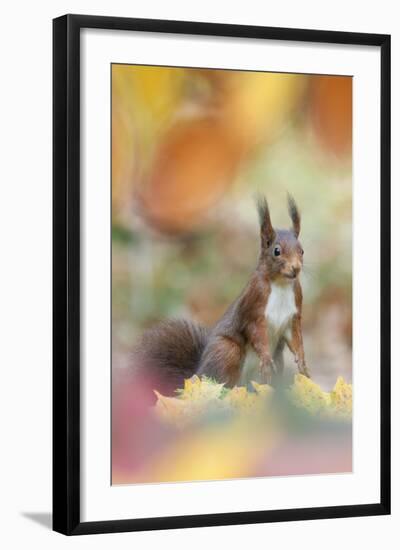 Red Squirrel (Sciurus Vulgaris) in Autumnal Woodland Leaflitter, the Netherlands, November-Edwin Giesbers-Framed Photographic Print