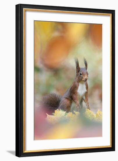 Red Squirrel (Sciurus Vulgaris) in Autumnal Woodland Leaflitter, the Netherlands, November-Edwin Giesbers-Framed Photographic Print