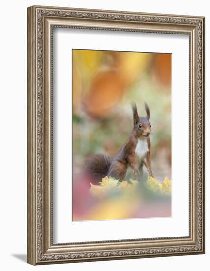 Red Squirrel (Sciurus Vulgaris) in Autumnal Woodland Leaflitter, the Netherlands, November-Edwin Giesbers-Framed Photographic Print