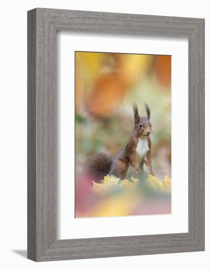 Red Squirrel (Sciurus Vulgaris) in Autumnal Woodland Leaflitter, the Netherlands, November-Edwin Giesbers-Framed Photographic Print