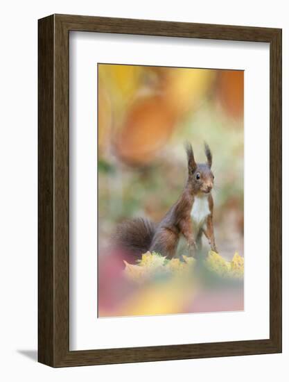 Red Squirrel (Sciurus Vulgaris) in Autumnal Woodland Leaflitter, the Netherlands, November-Edwin Giesbers-Framed Photographic Print