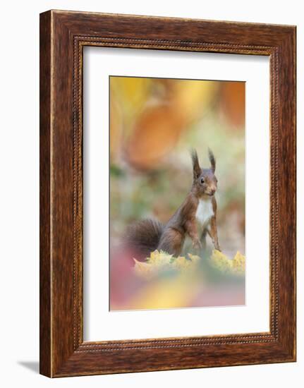 Red Squirrel (Sciurus Vulgaris) in Autumnal Woodland Leaflitter, the Netherlands, November-Edwin Giesbers-Framed Photographic Print