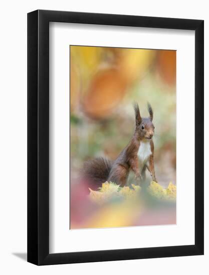 Red Squirrel (Sciurus Vulgaris) in Autumnal Woodland Leaflitter, the Netherlands, November-Edwin Giesbers-Framed Photographic Print