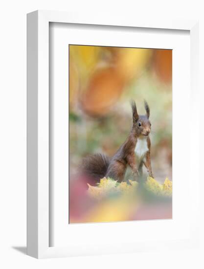 Red Squirrel (Sciurus Vulgaris) in Autumnal Woodland Leaflitter, the Netherlands, November-Edwin Giesbers-Framed Photographic Print