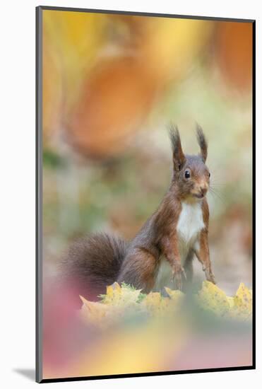 Red Squirrel (Sciurus Vulgaris) in Autumnal Woodland Leaflitter, the Netherlands, November-Edwin Giesbers-Mounted Photographic Print