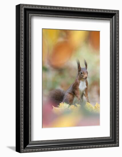 Red Squirrel (Sciurus Vulgaris) in Autumnal Woodland Leaflitter, the Netherlands, November-Edwin Giesbers-Framed Photographic Print