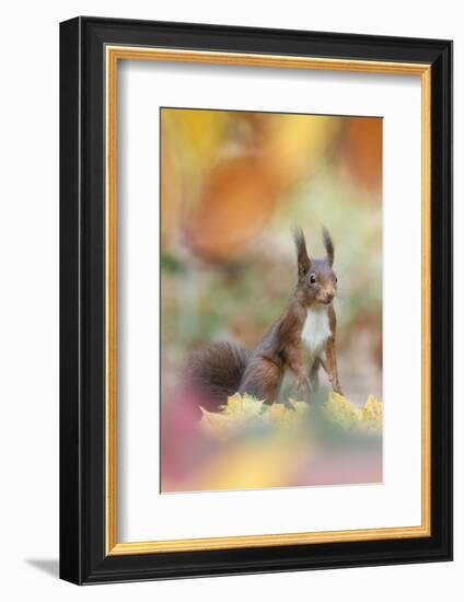 Red Squirrel (Sciurus Vulgaris) in Autumnal Woodland Leaflitter, the Netherlands, November-Edwin Giesbers-Framed Photographic Print