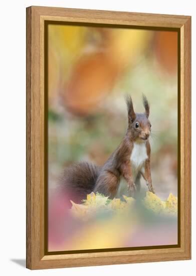 Red Squirrel (Sciurus Vulgaris) in Autumnal Woodland Leaflitter, the Netherlands, November-Edwin Giesbers-Framed Premier Image Canvas