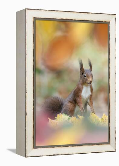 Red Squirrel (Sciurus Vulgaris) in Autumnal Woodland Leaflitter, the Netherlands, November-Edwin Giesbers-Framed Premier Image Canvas