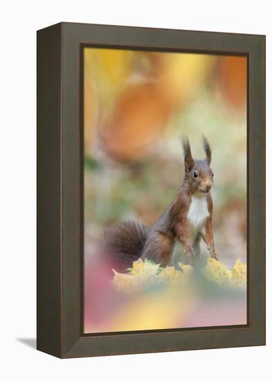 Red Squirrel (Sciurus Vulgaris) in Autumnal Woodland Leaflitter, the Netherlands, November-Edwin Giesbers-Framed Premier Image Canvas